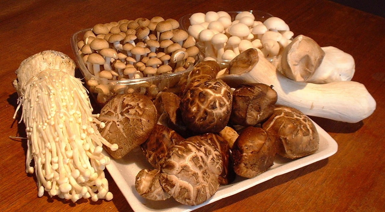 Картинки по запросу кордицепс, мейтаке, фото