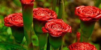 Запеканка из кабачков
