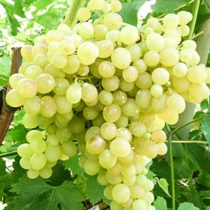 Салат из куриной печени